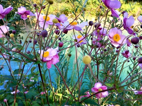 Blumen am Wildwasser